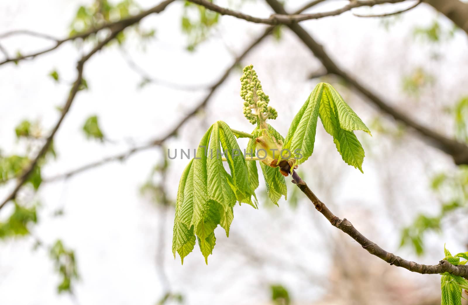 Close up of young chestnut (Aesculus) leaves and flower at the beginning of a soft and sunny spring