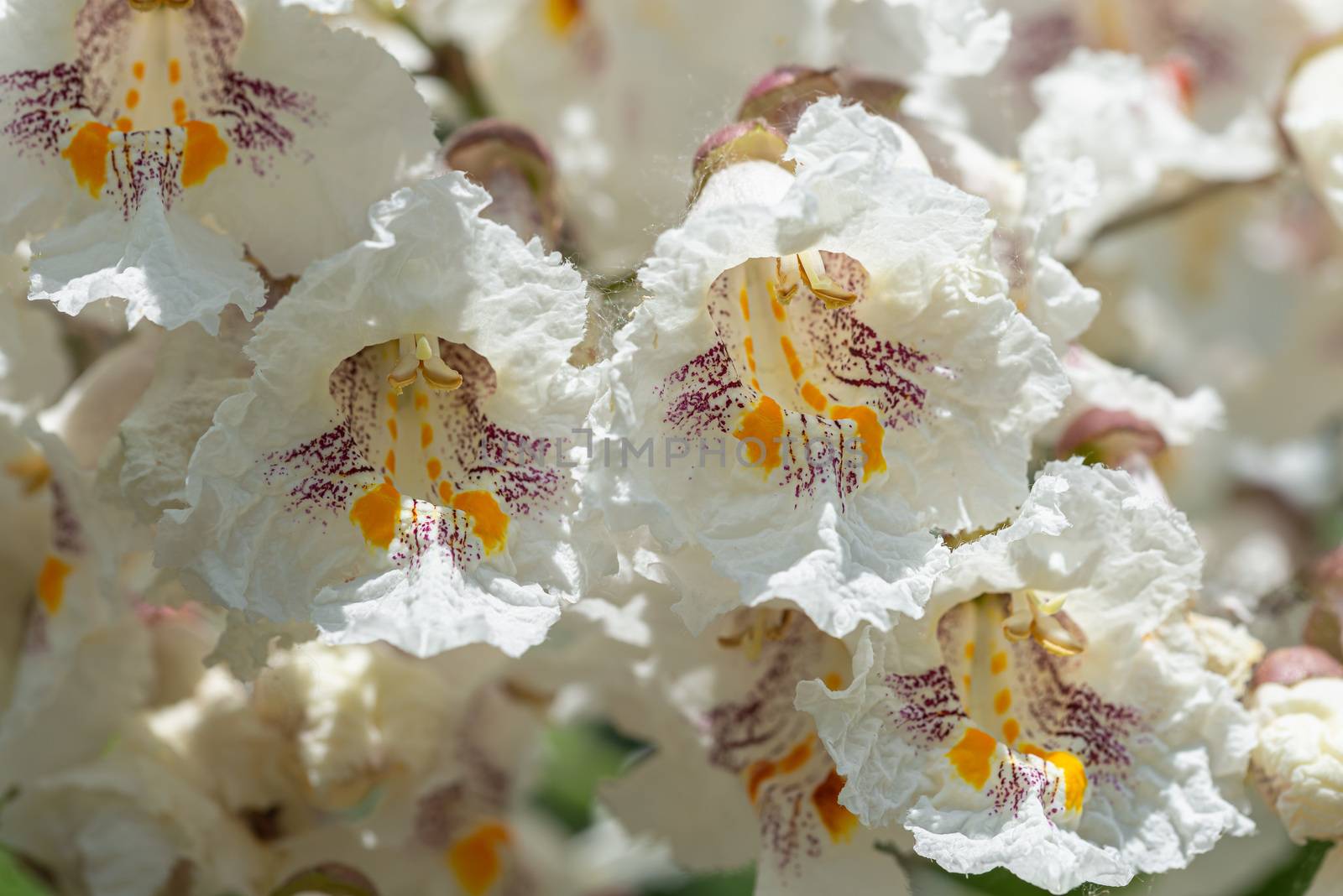 Catalpa bignonioides flowers by MaxalTamor