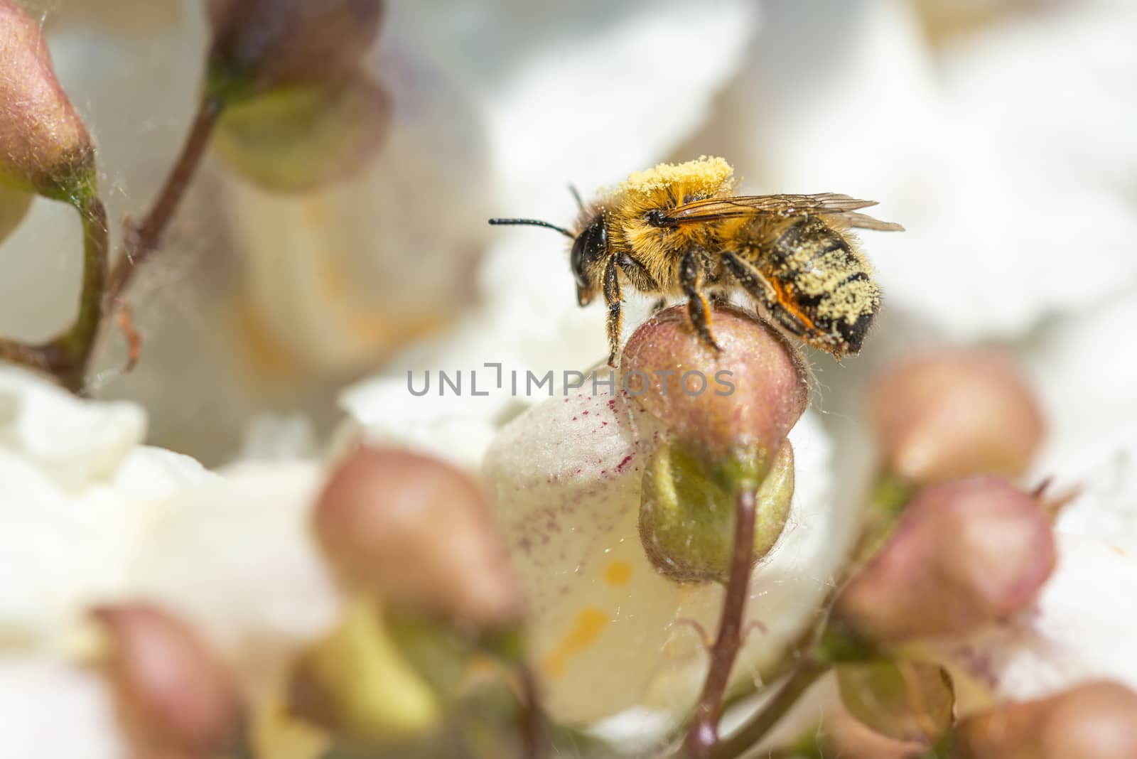 A bee covered with pollen is foraging a Catalpa bignonioides flowers, also known as southern catalpa, cigartree, and Indian-bean-tree.