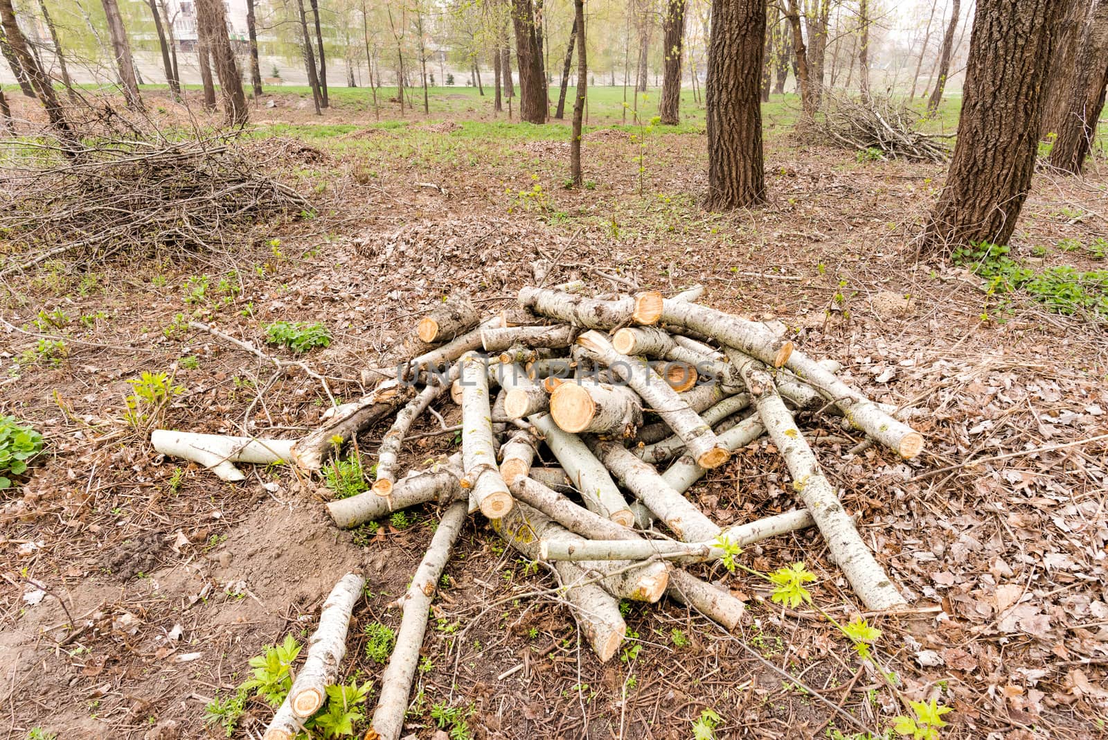 A heap of cut wood in the park