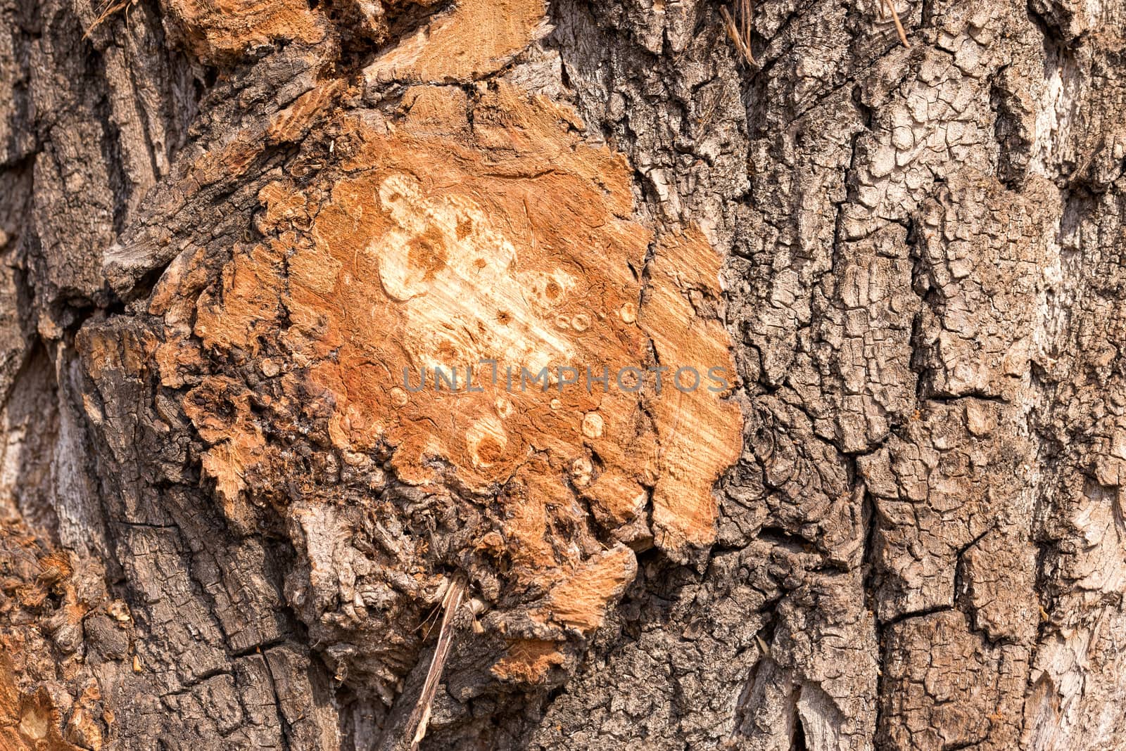 Detail of a branch cut off on a tree trunk