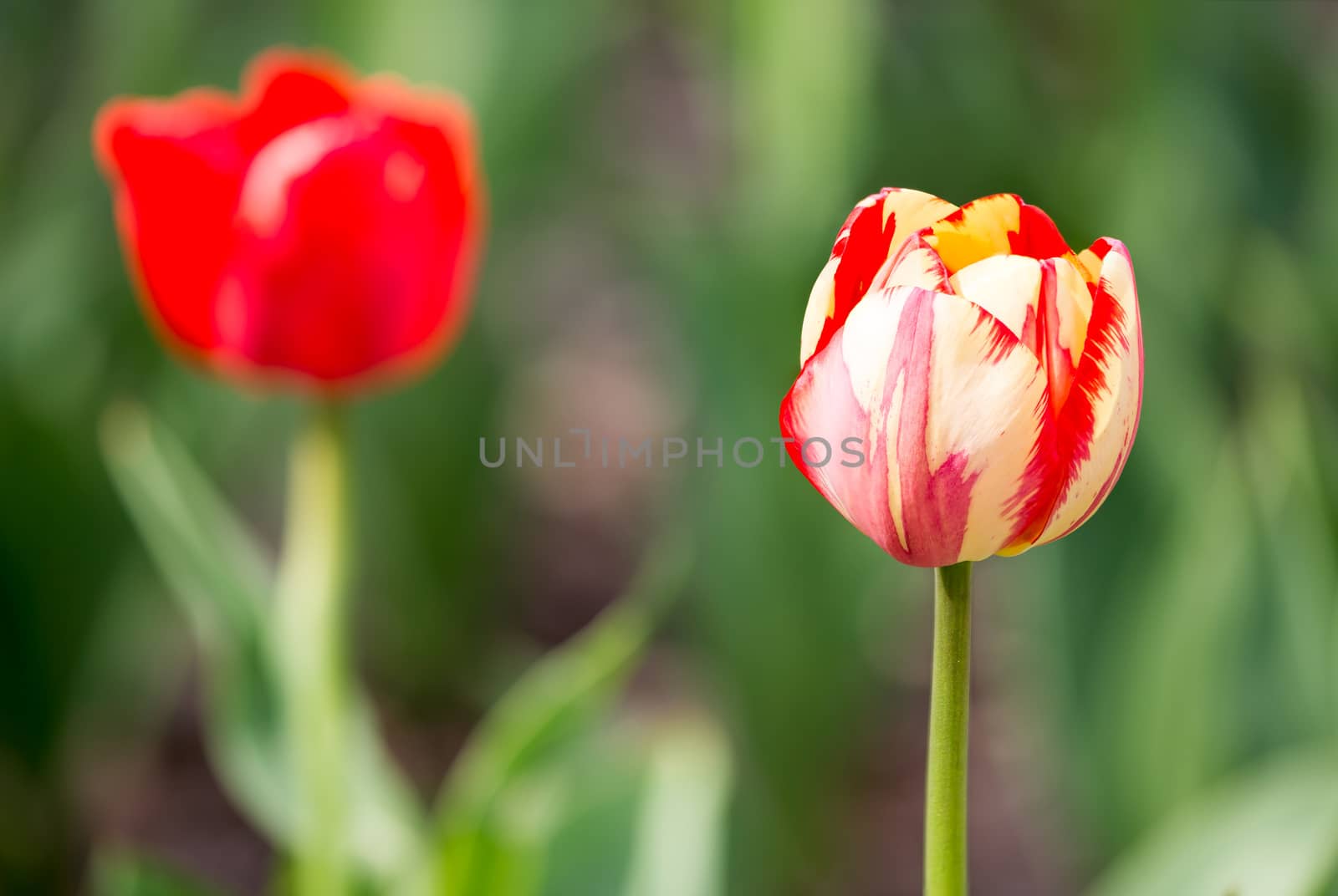 A delicate red and white tulip under the warm spring sun