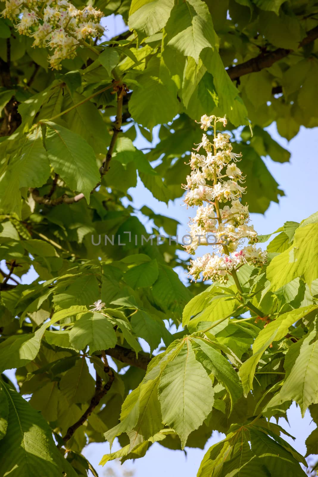 A white horse chestnut flower, and green leaves, illuminated by the soft spring sun