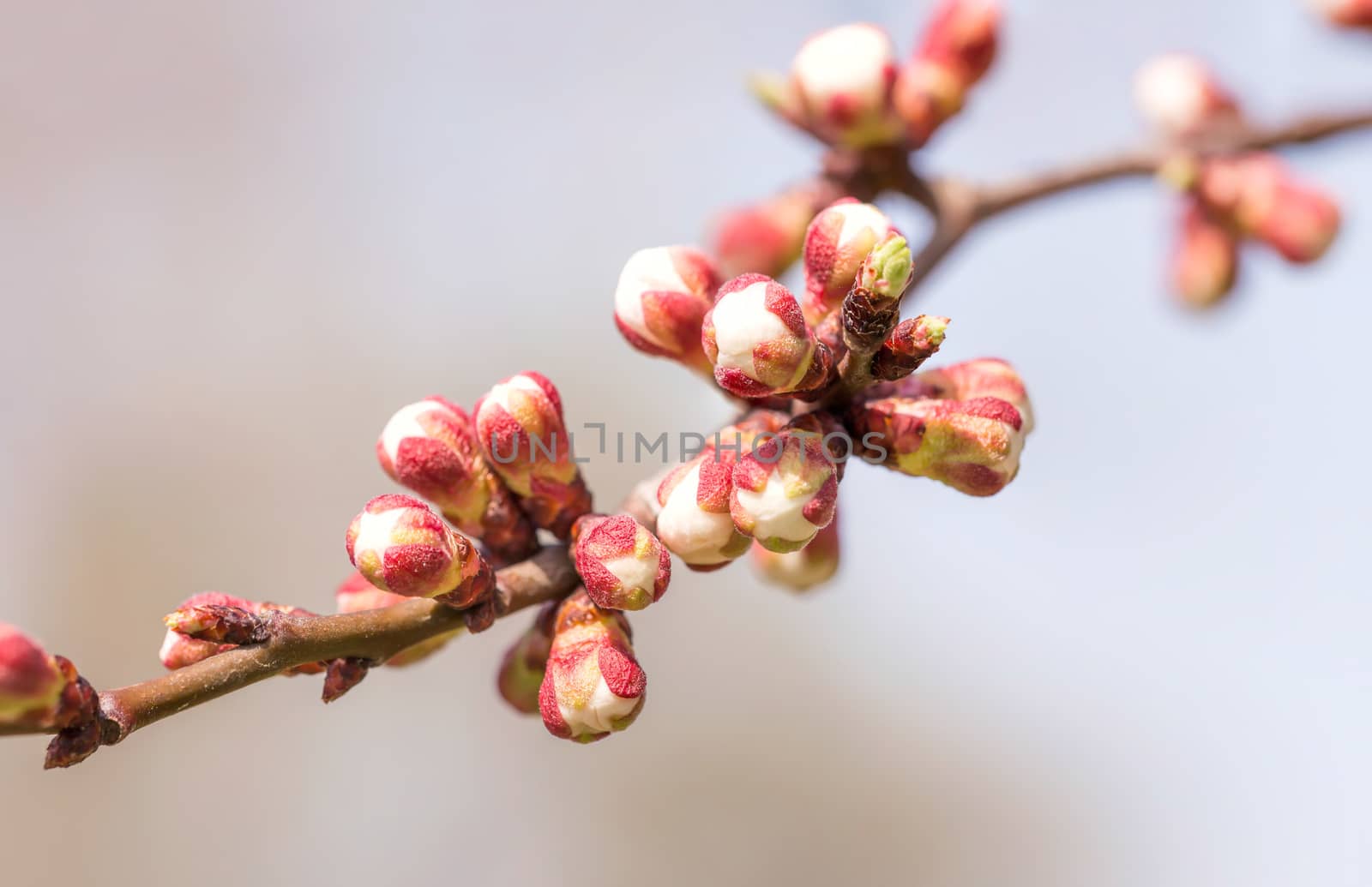 Macro of red and white of Apricot tree buds, on a branch, in spring under the sun