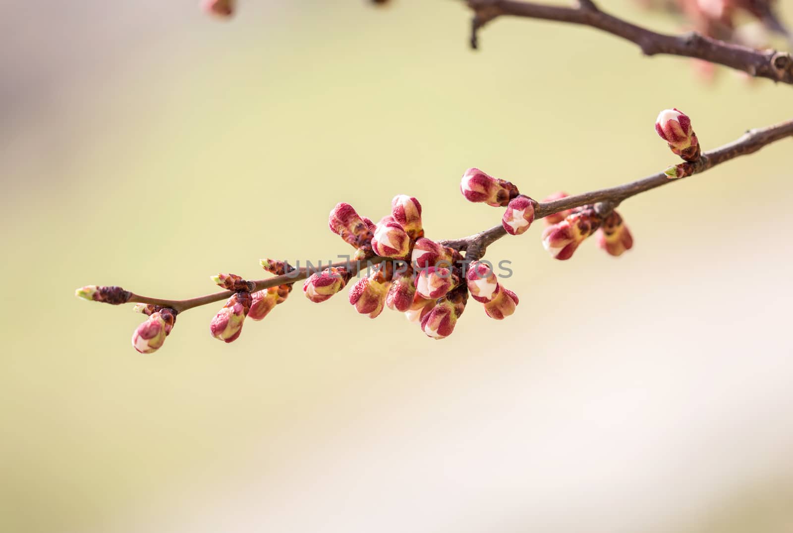 Apricot Tree Buds by MaxalTamor