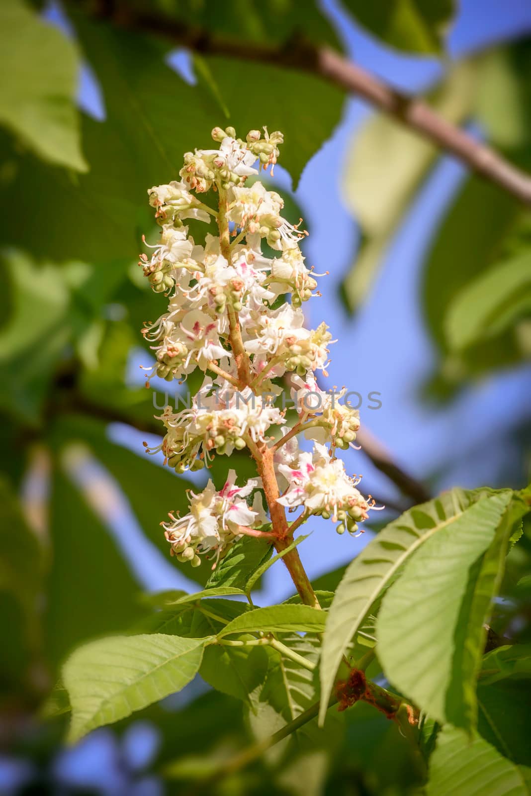 White Horse Chestnut Flower by MaxalTamor