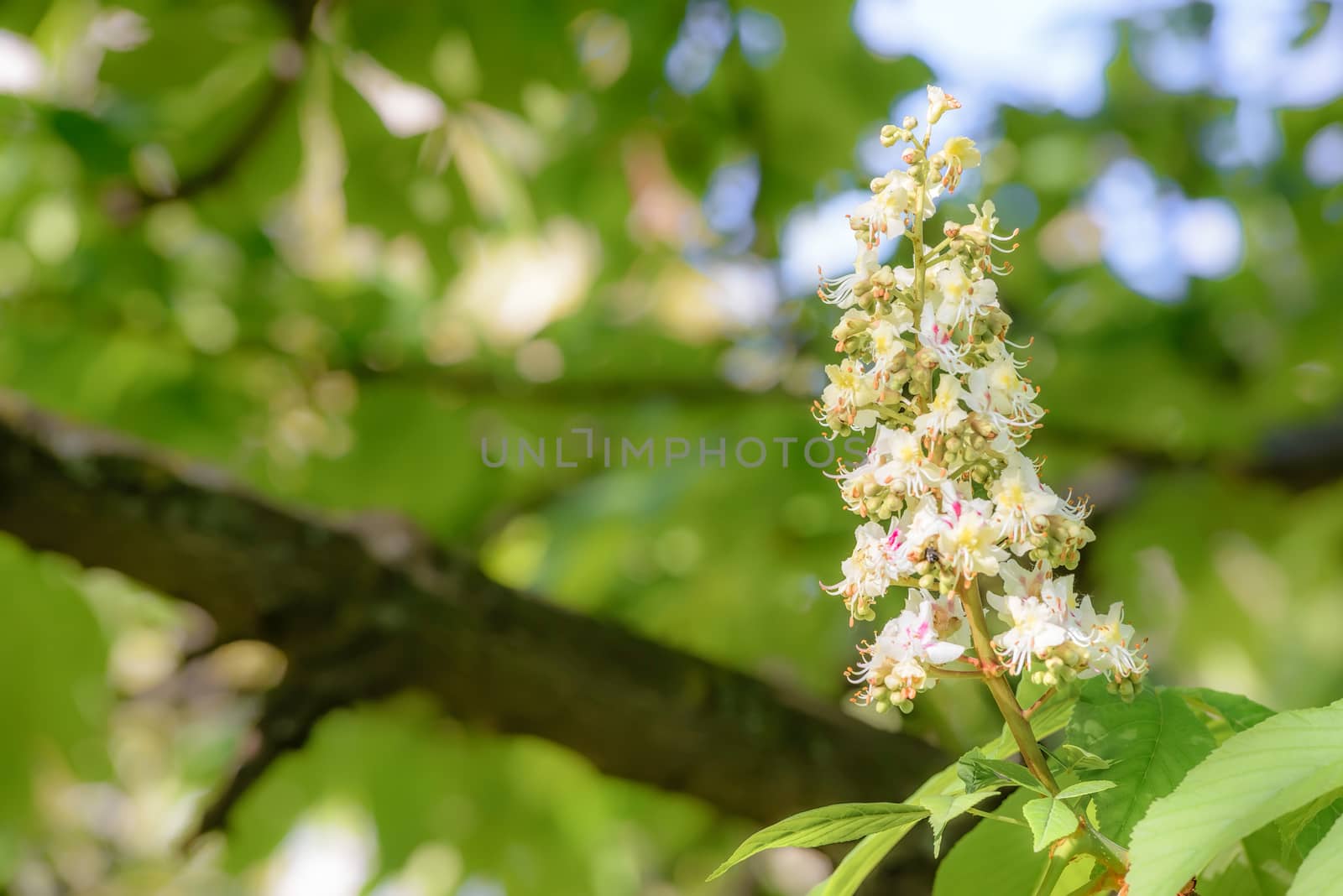 White Horse Chestnut Flower by MaxalTamor