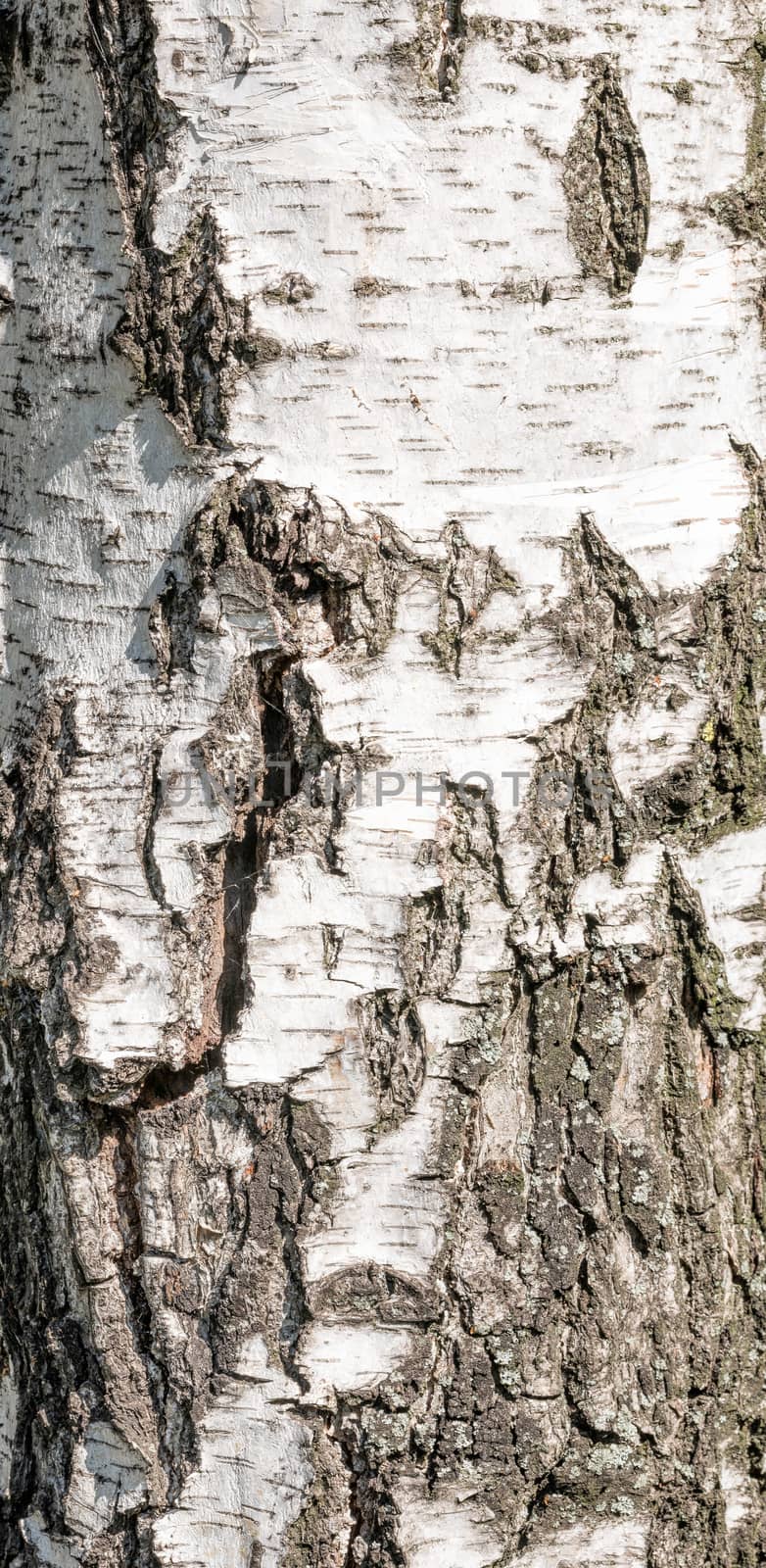 Detail of Brich Bark Texture by MaxalTamor