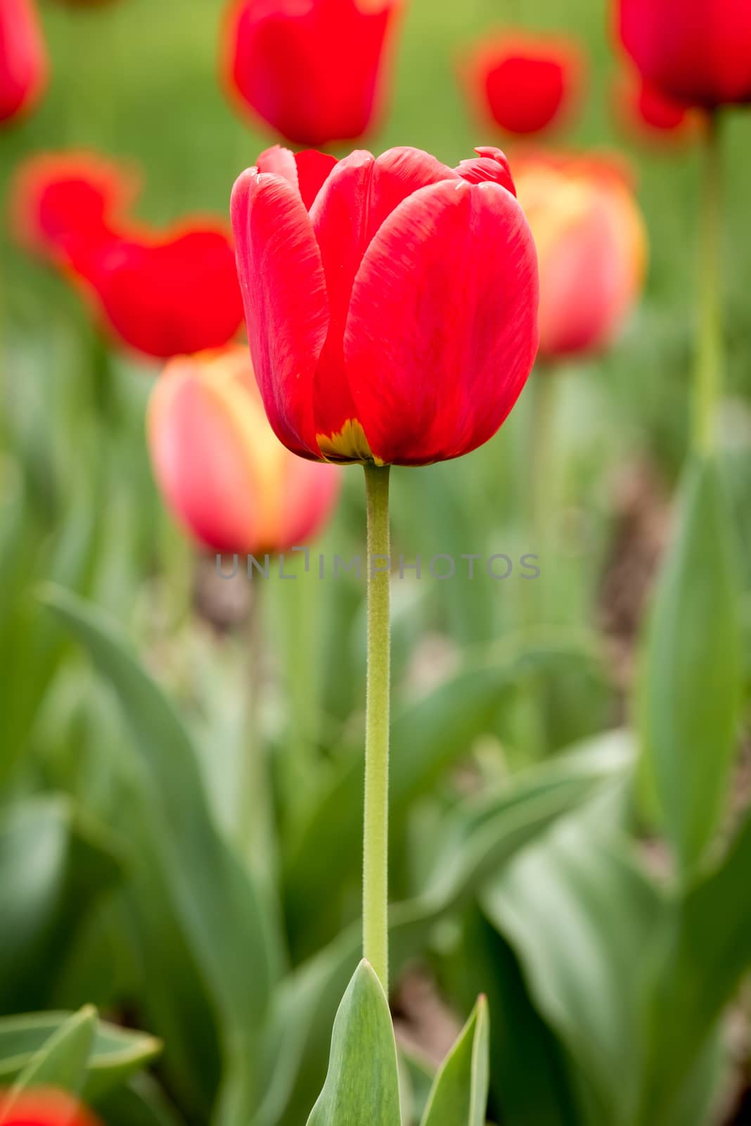 A delicate red Tulip under the warm spring sun rays