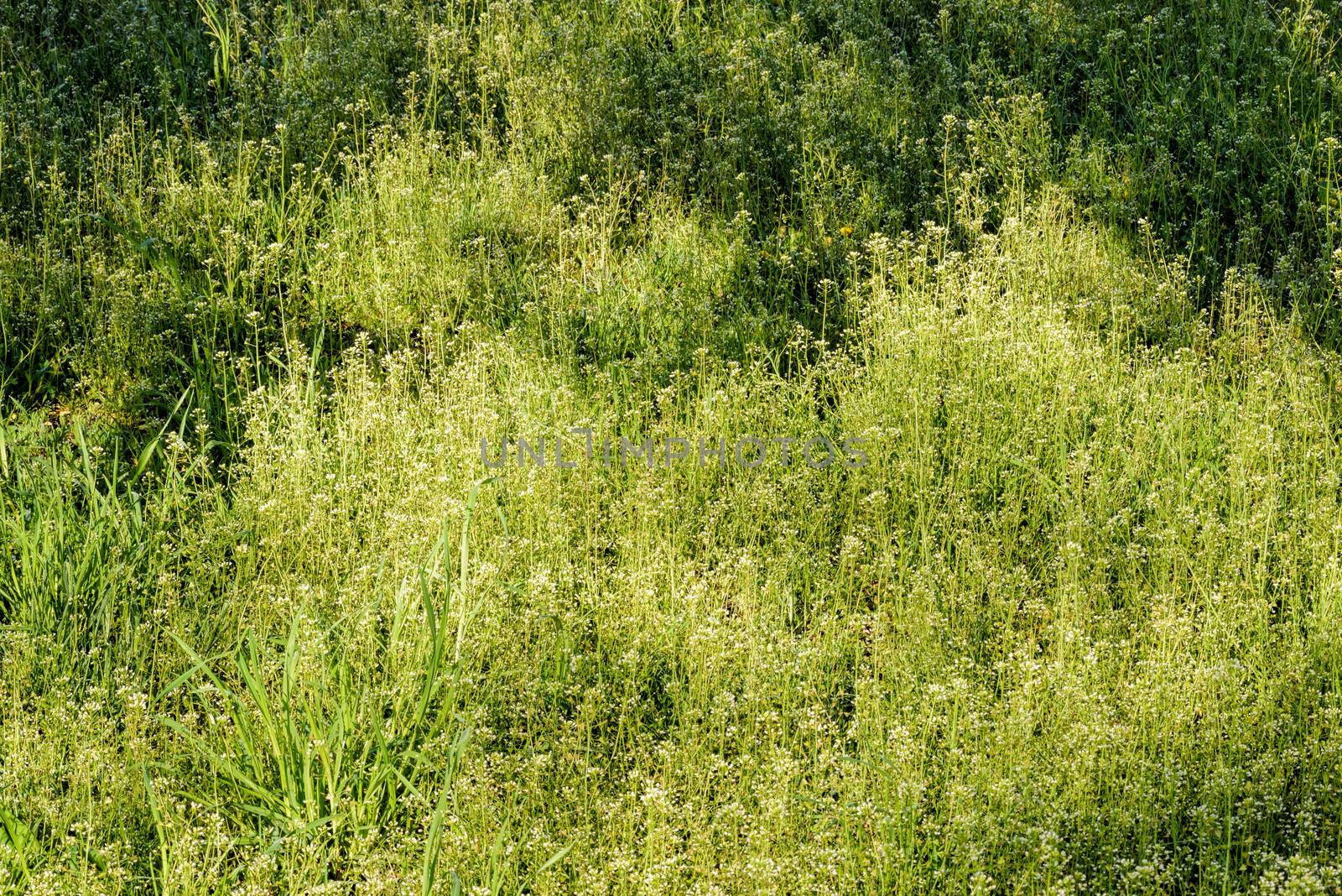 Capsella Bursa-pastoris Flowers also called Shepherd's-purse in the meadow, under the soft spring sun at morning