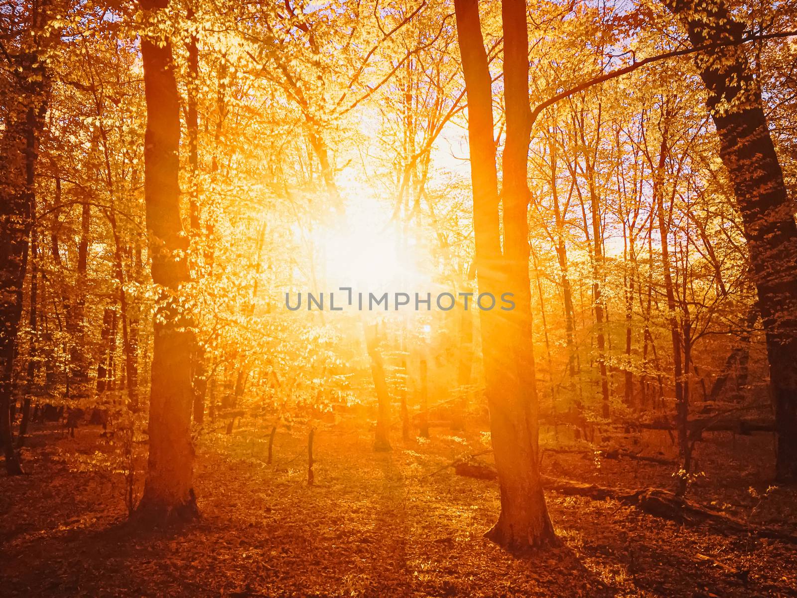 Autumn forest landscape at sunset or sunrise, nature and environment