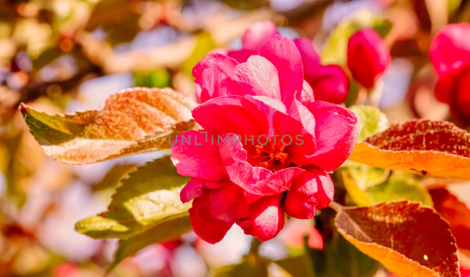 Effect photo of red Paradise Apple flowers under the warm spring sun
