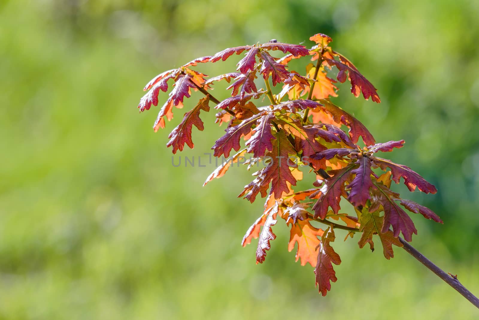 Young red Quercus robur under the warm spring sun