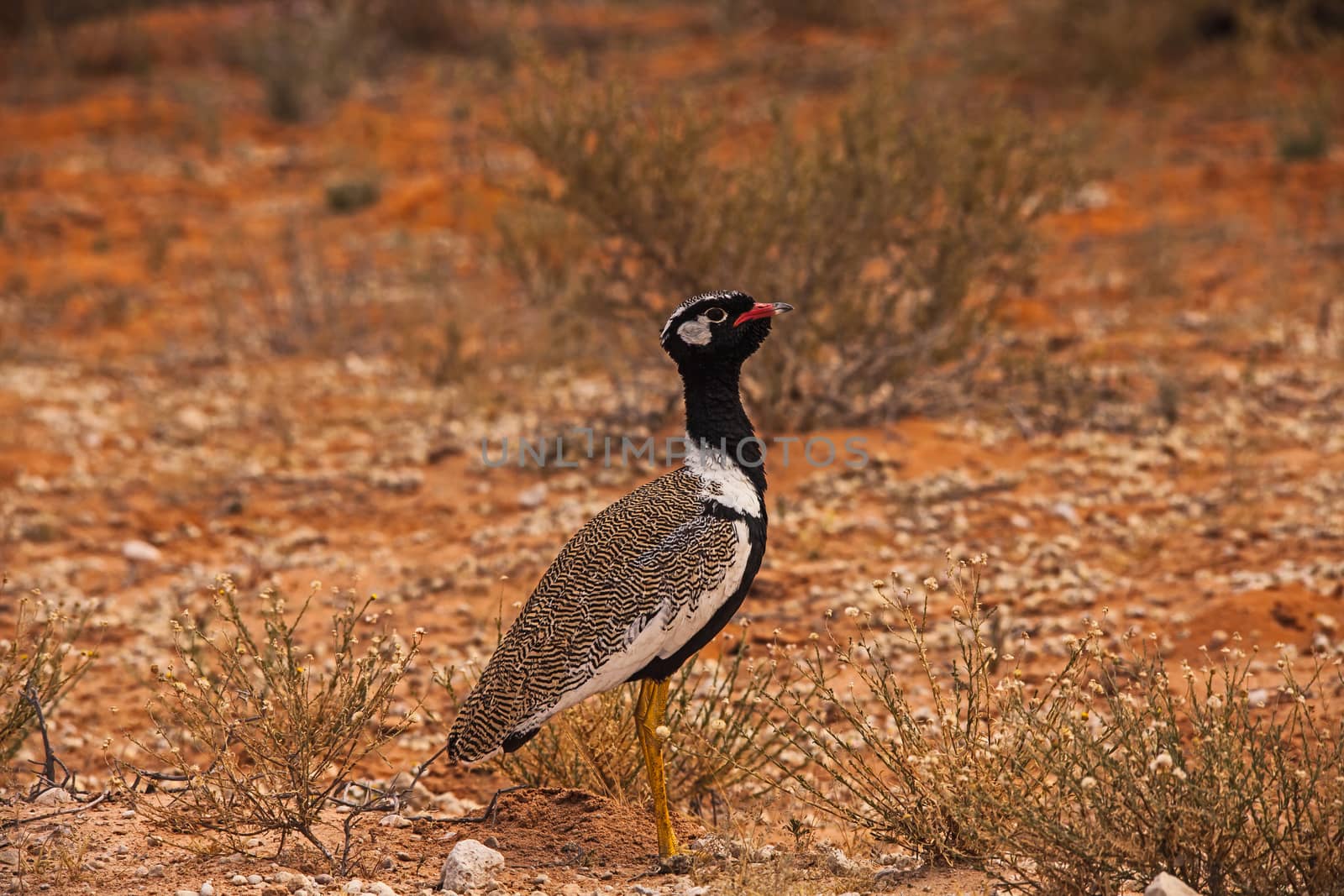 A single Northern Black Korhaan (Eupodotis afraoides) male photographed is Kgalagadi Trans Frontier Park, South Africa.