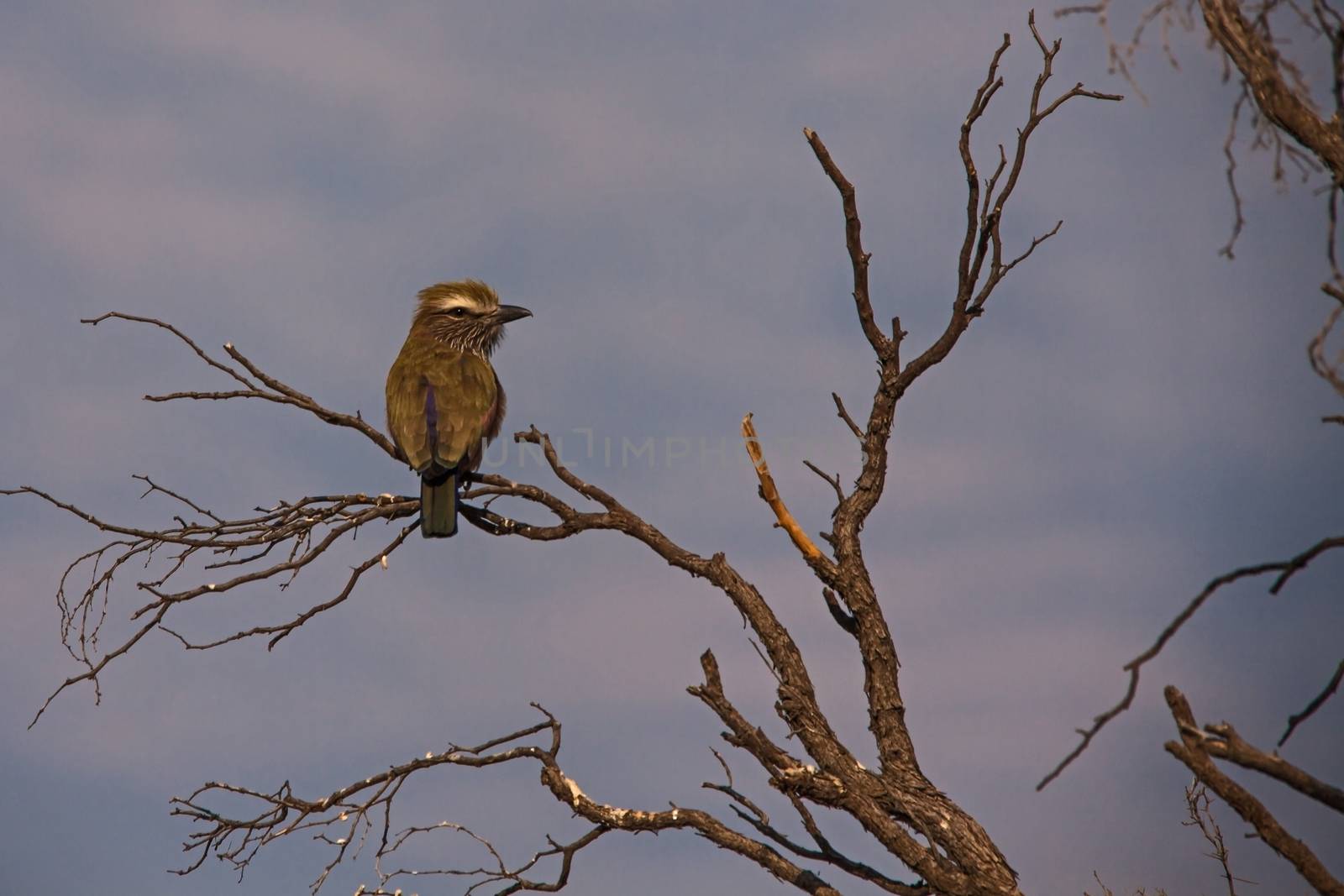 A single Purple Roller (Coracias naevius) photographed in the Kgalagadi Trans Frontier Park, South Africa