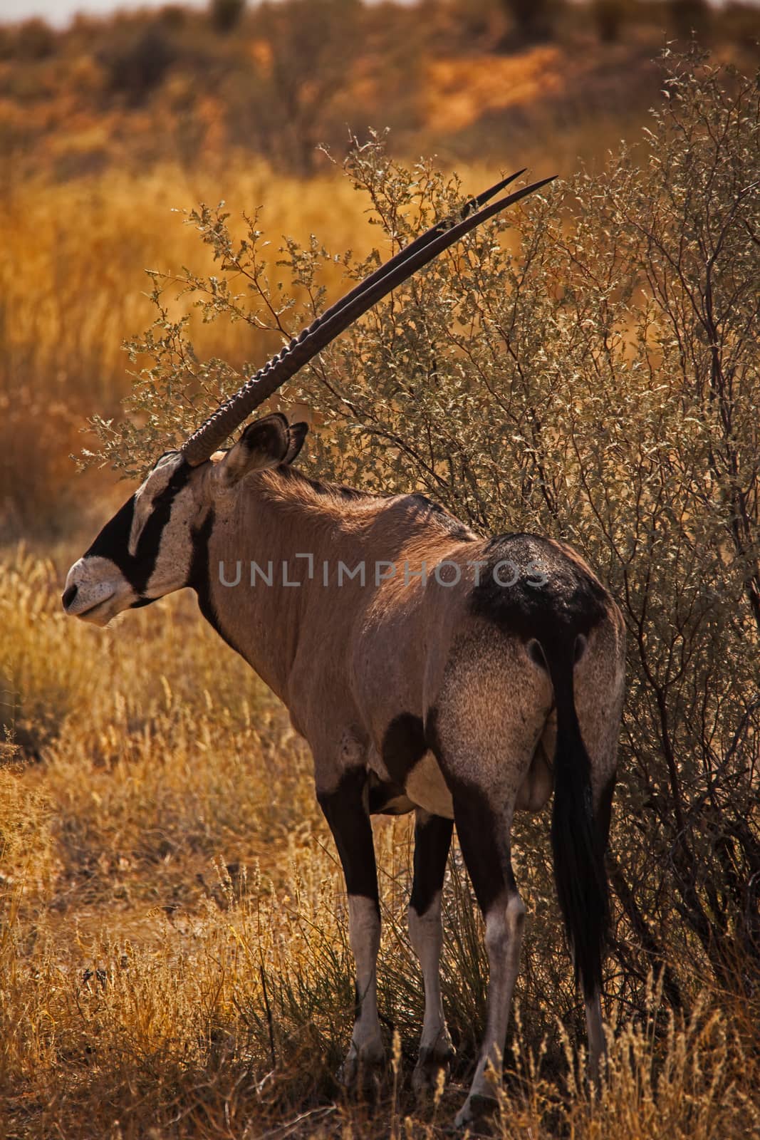 Single Oryx in Kgalagadi Trans Frontier Park