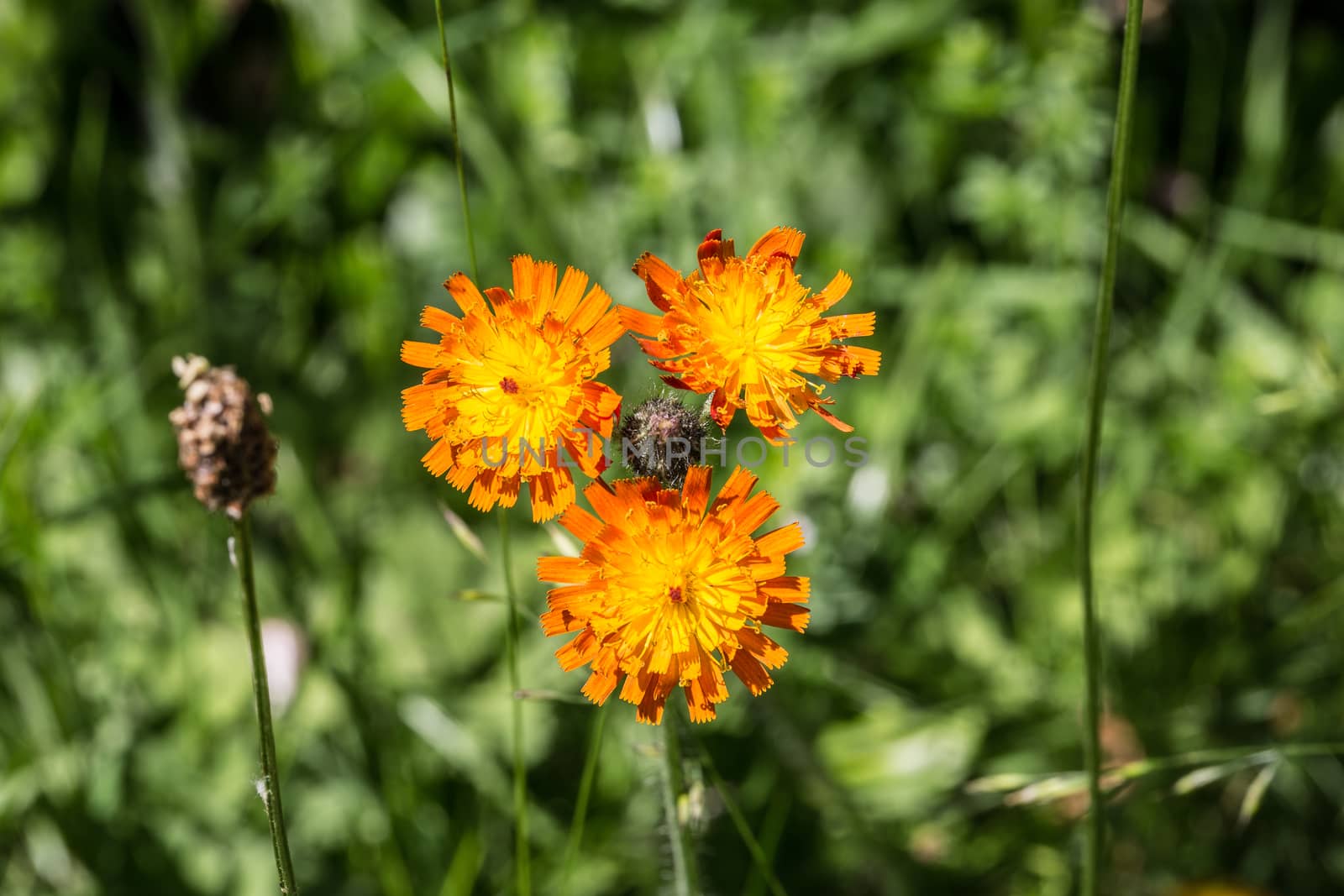 orange-red hawkweed in the meadow