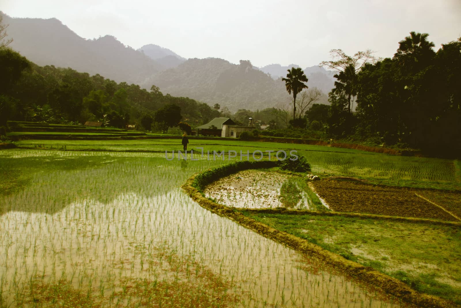 Cinematic scenery of a terraced ricefield in Ha giang, Vietnam