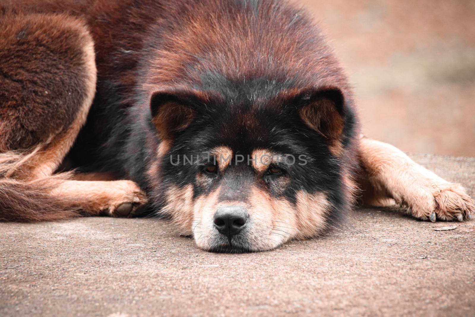 A Hmong Dog or Hmong Dock Tailed Dog, native breed of canine in North Vietnam