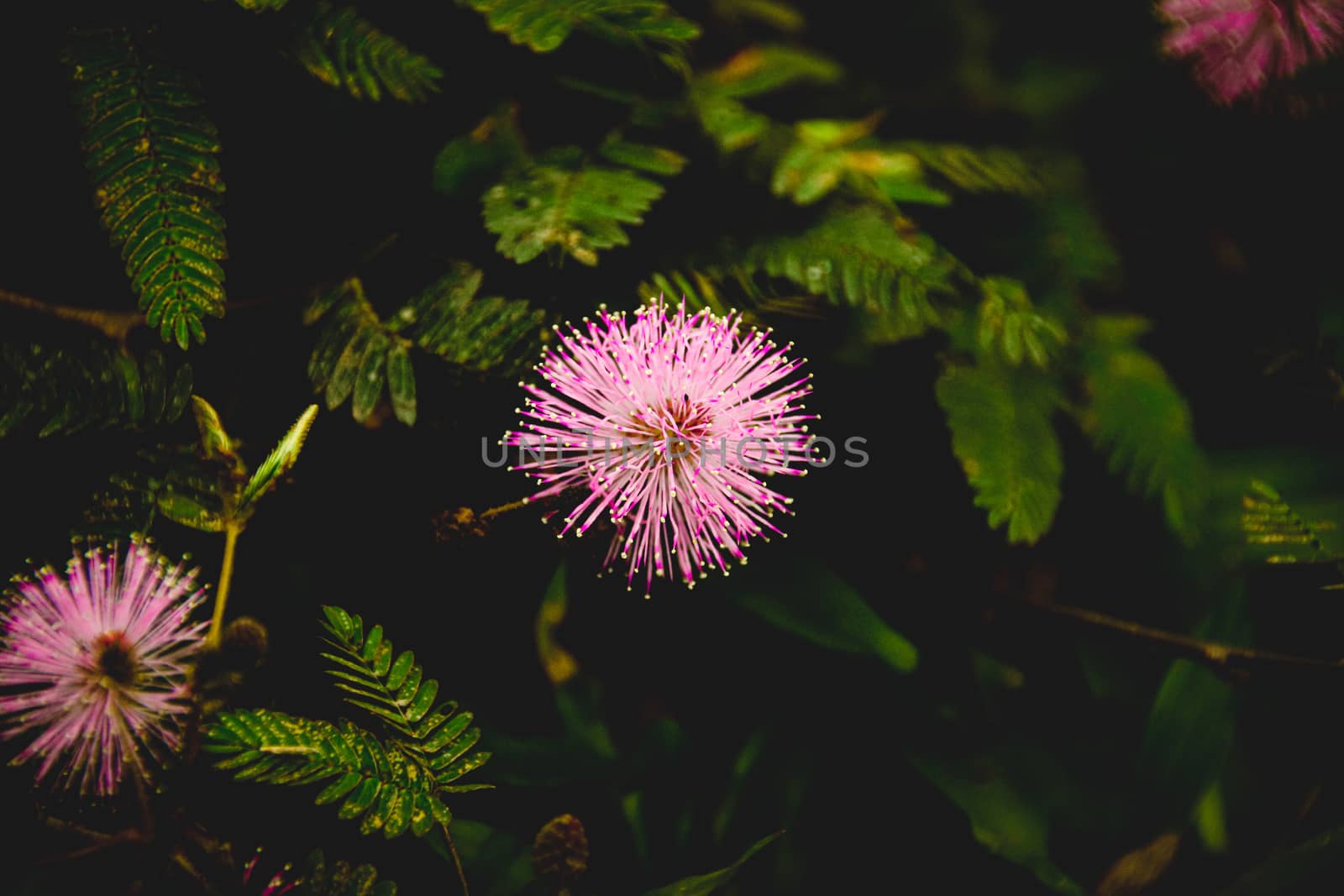 Mimosa pudica or Shameplant flower in low light to show concept of moody floral spring theme
