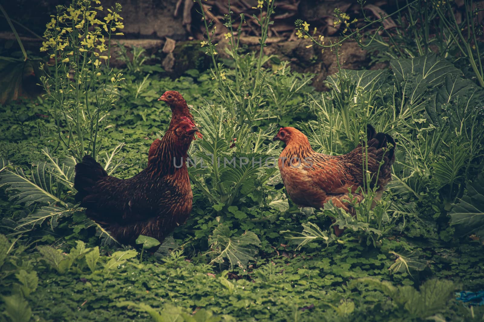 Free roaming native chickens in Ha giang, Vietnam that shows the village life, livelihood and culture