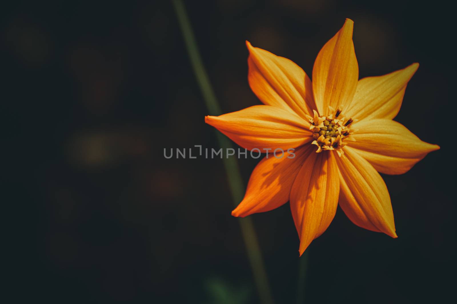 Marigold flower against a dark background showing the concept of Floral Spring theme