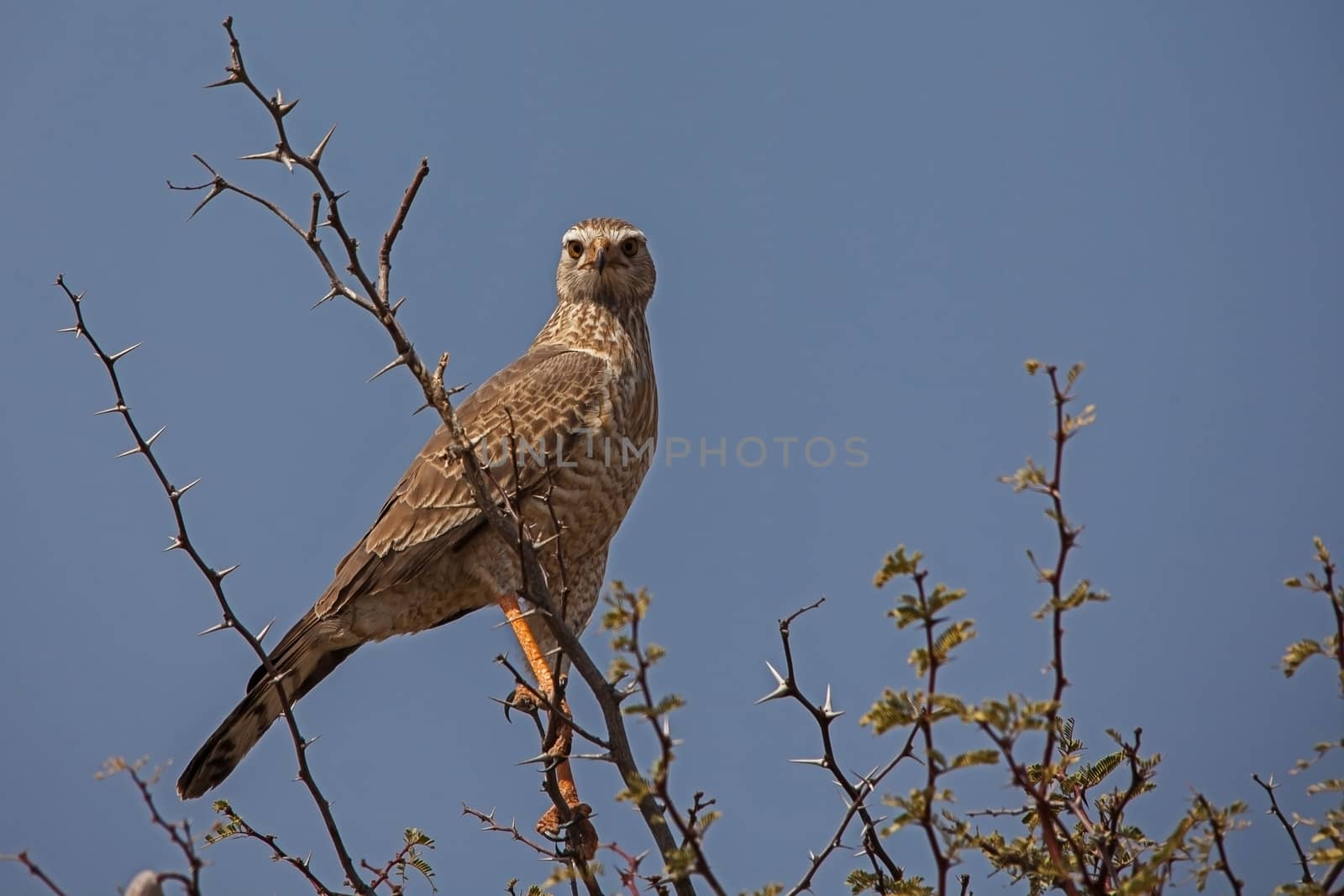 Southern Pale Chanting Goshawk Merielax canorus Juvenile 4514 by kobus_peche