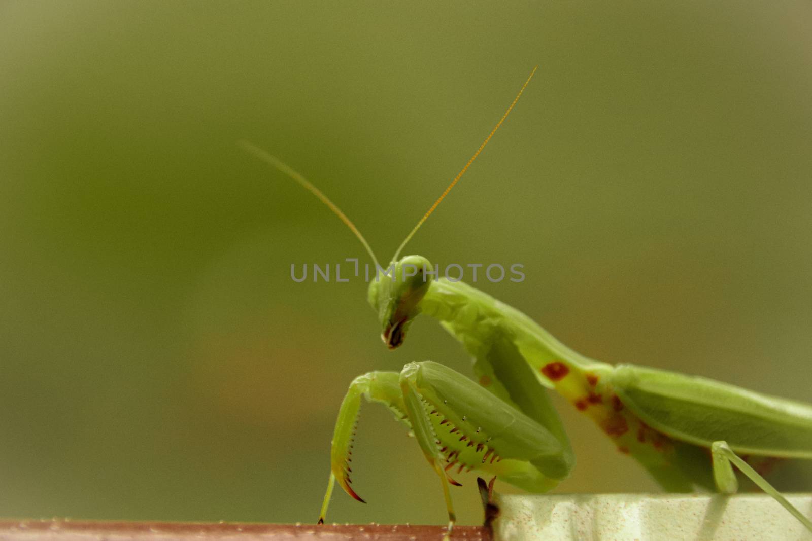 Green Praying Mantis by Sonnet15