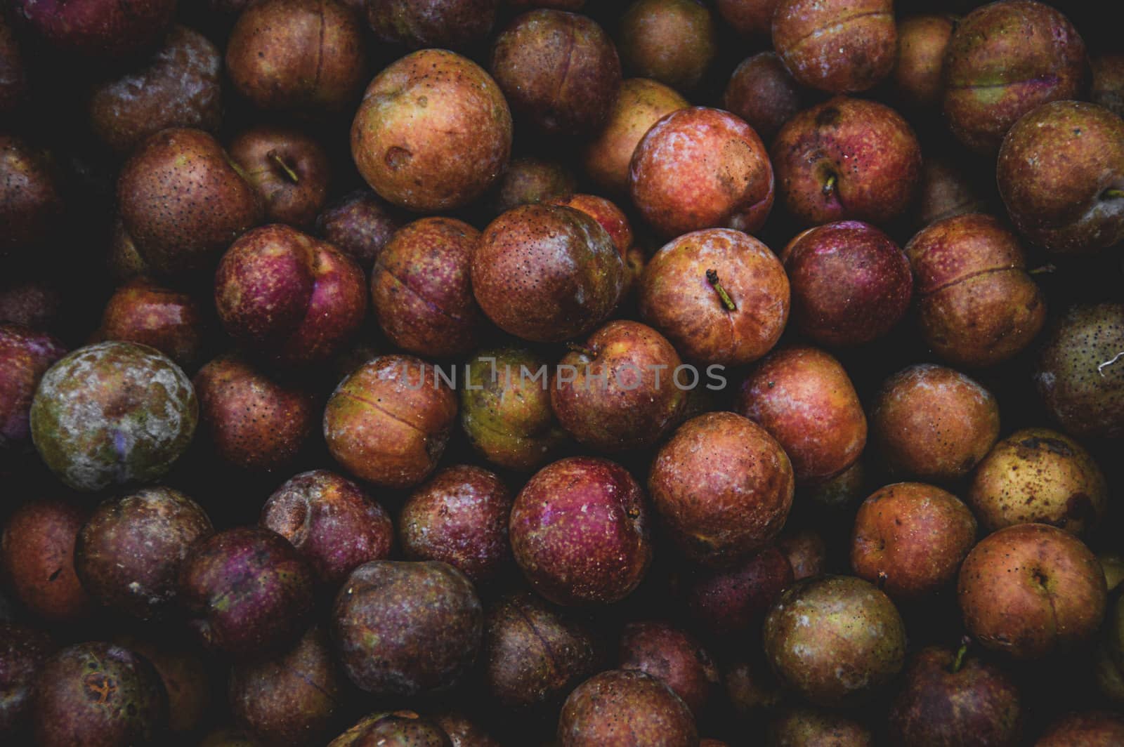 Wild crab apples by Sonnet15