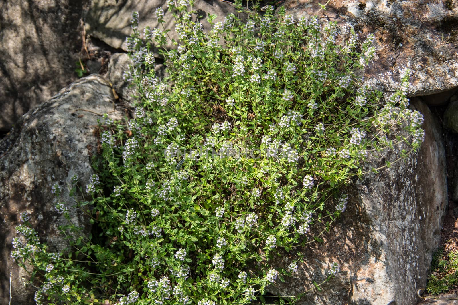 white flowering thyme in the rock garden