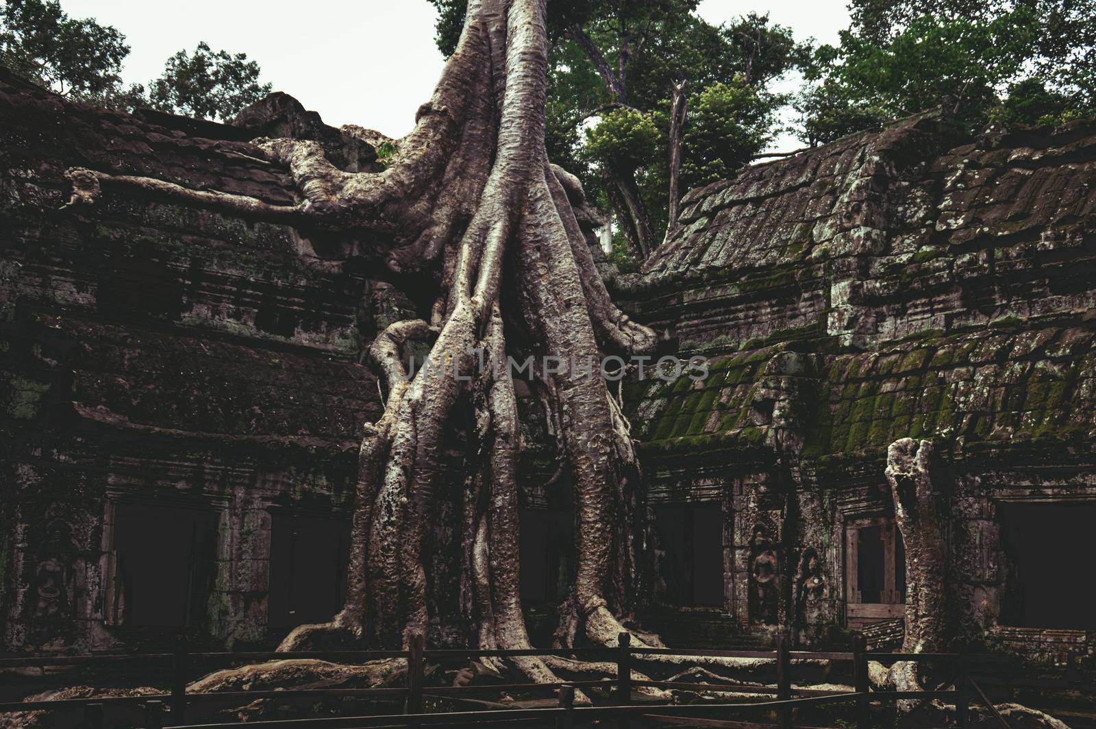 Banyan tree in the famous Ta Prohm in Angkor Archaeological Park, Krong Siem Reap Cambodia