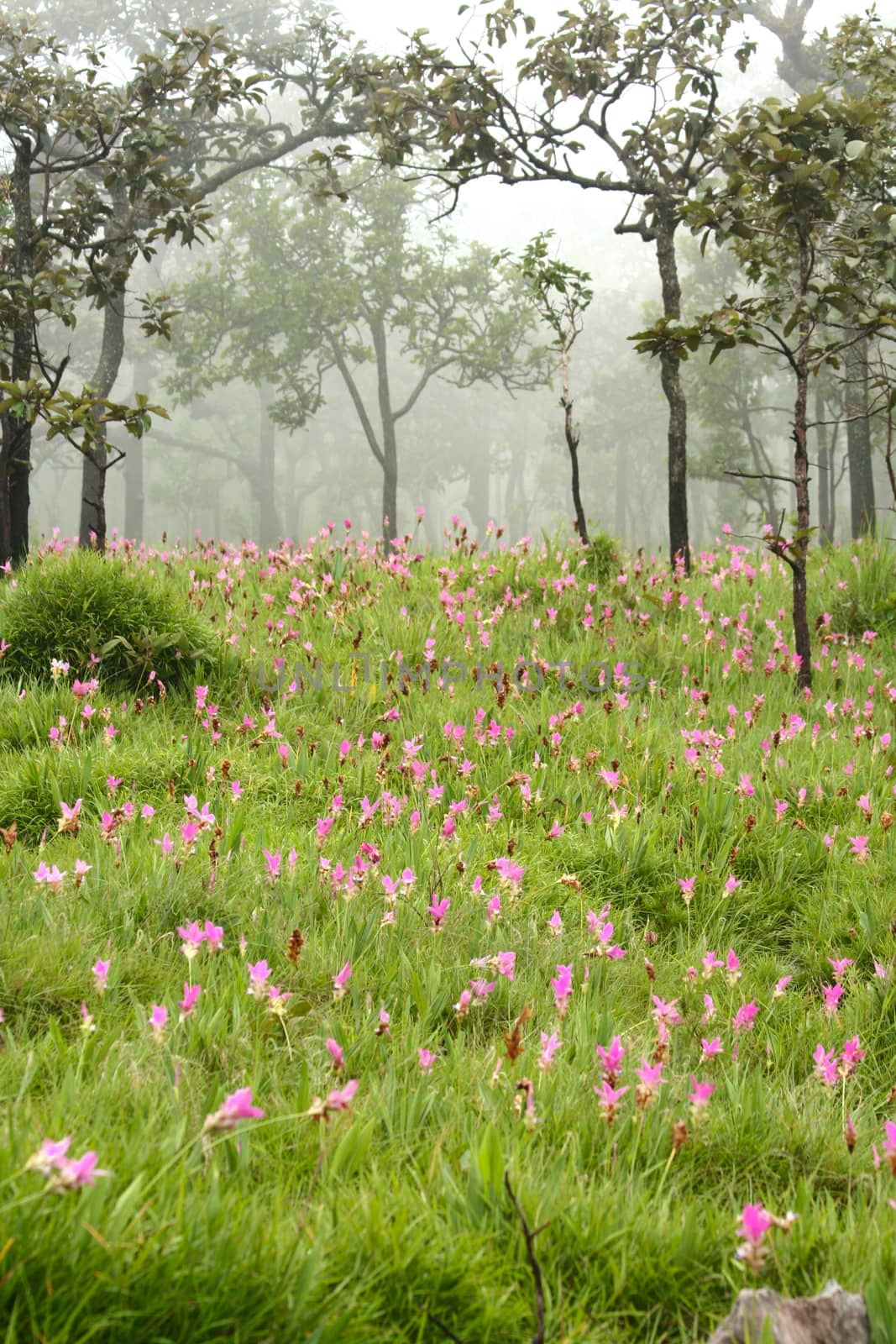 Field of Siam Tulips , the pink flowers in Chaiyaphum province in the morning mist. This kind of flower placed only in this province of the world