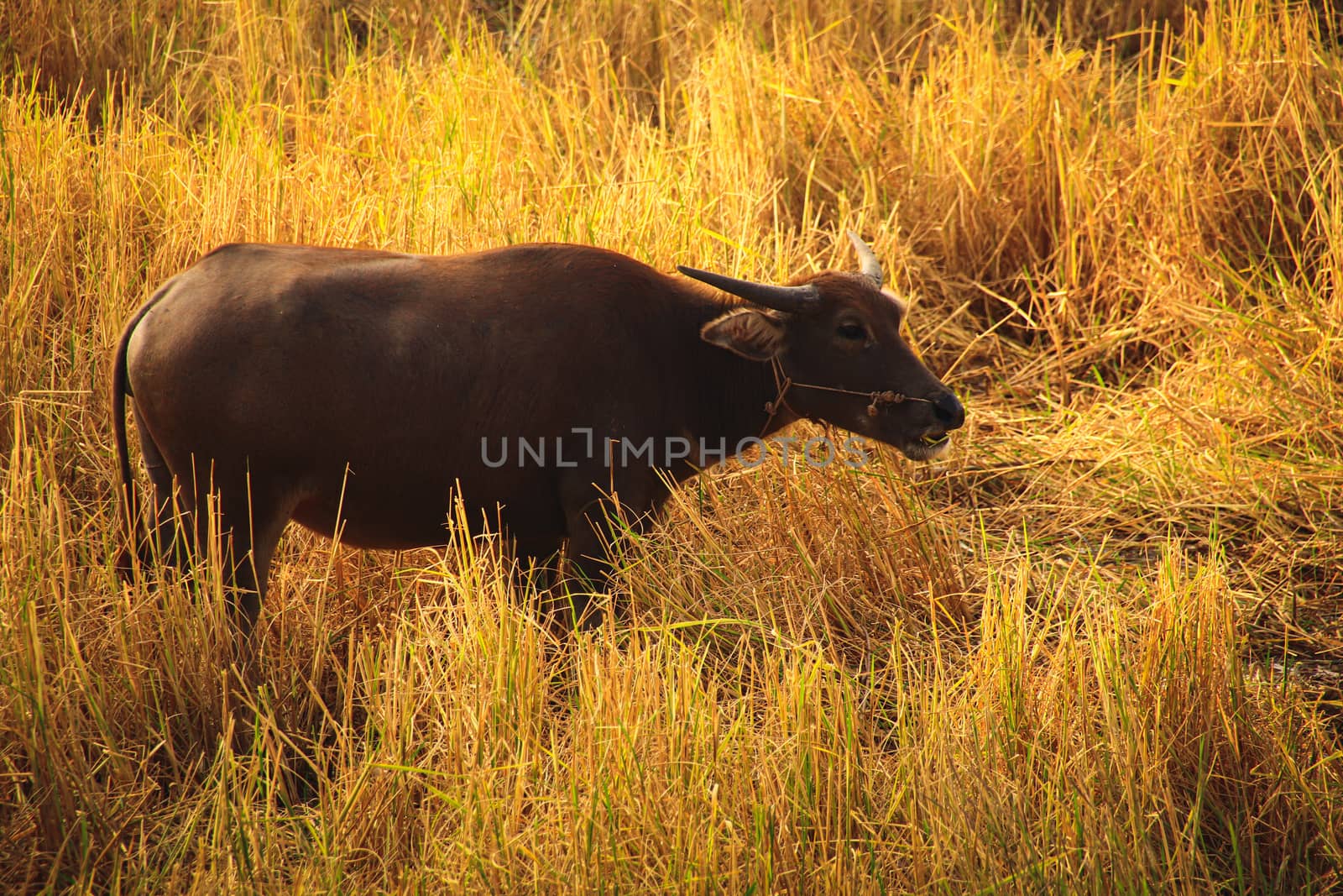 A water buffalo grazing on dried rice fields showing the rural life in Kampot, Cambodia