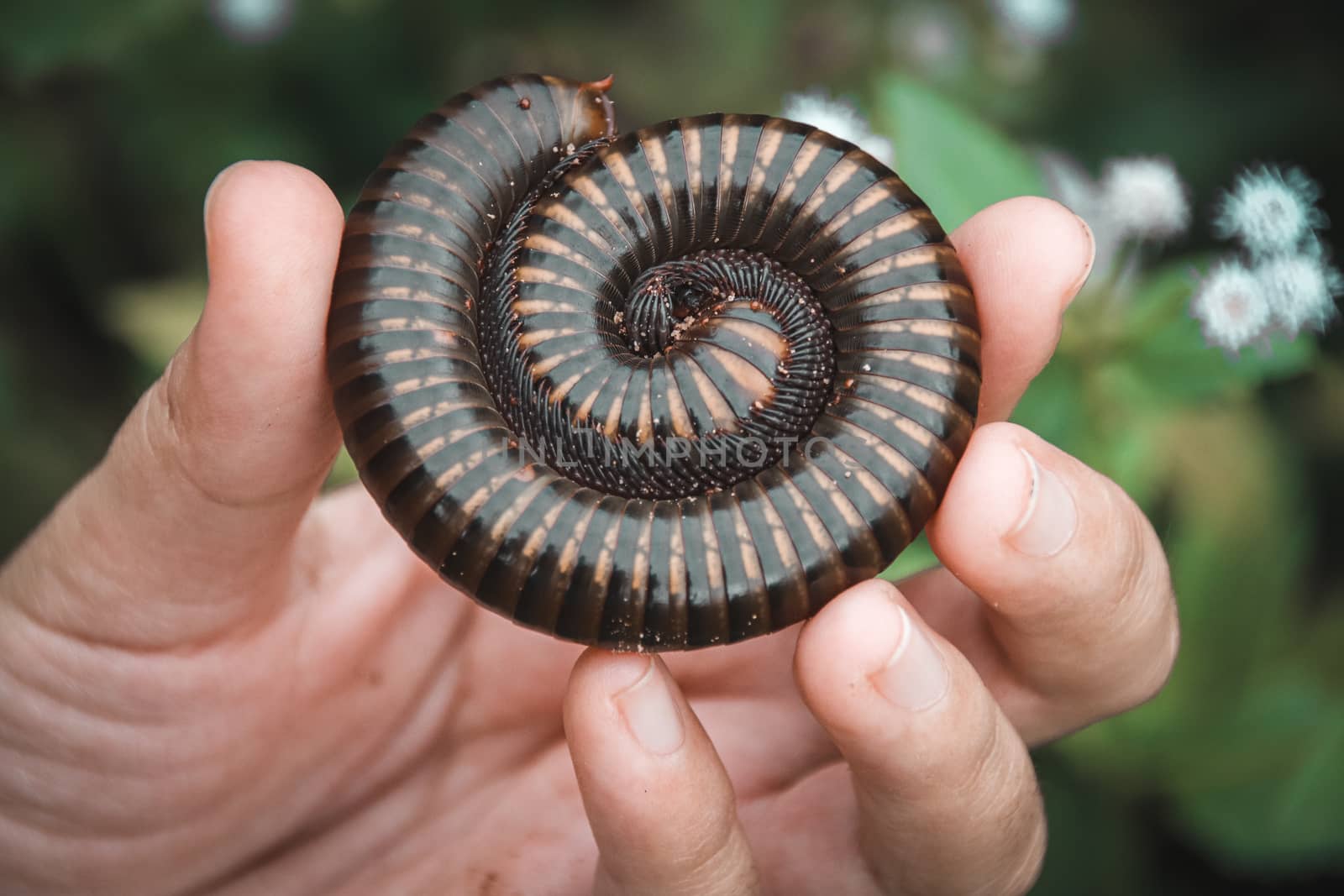 Holding a Asian giant millipede or Thyropygus spirobolinae sp, showing concept of kindness, harmony with nature and environmentalism