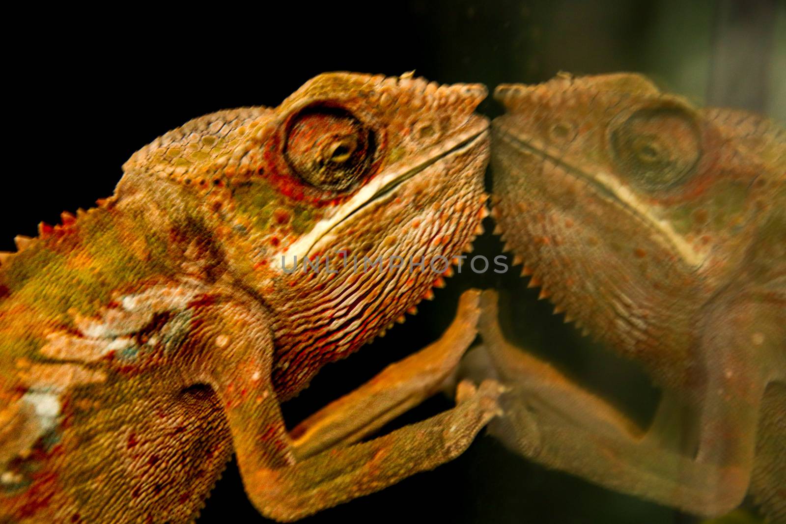 Blur on purpose for background use, a Panther chameleon (Furcifer pardalis) reflected on a glass surface to show concept of duality, abstraction and illusion