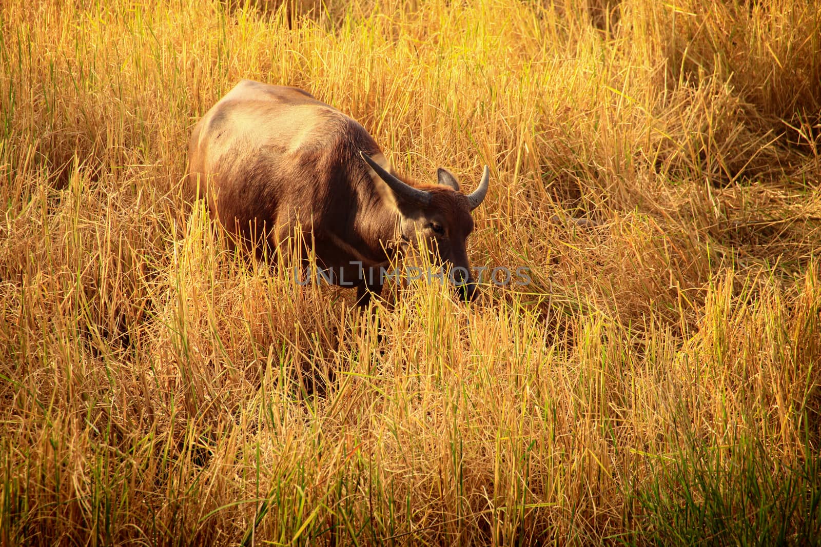 A water buffalo grazing on dried rice fields showing the rural life in Kampot, Cambodia