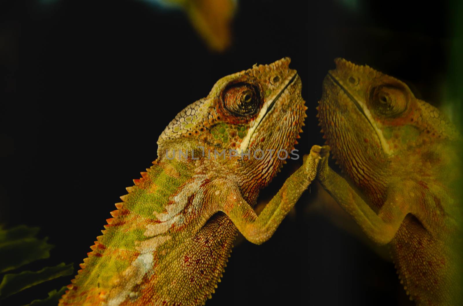 Blur on purpose for background use, a Panther chameleon (Furcifer pardalis) reflected on a glass surface to show concept of duality, abstraction and illusion
