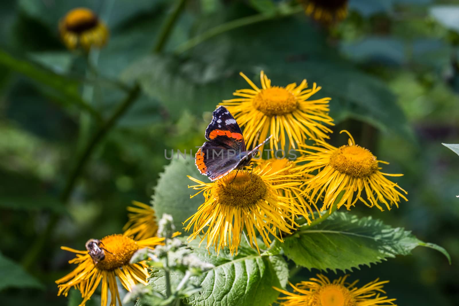 Admiral butterfly on yellow flower