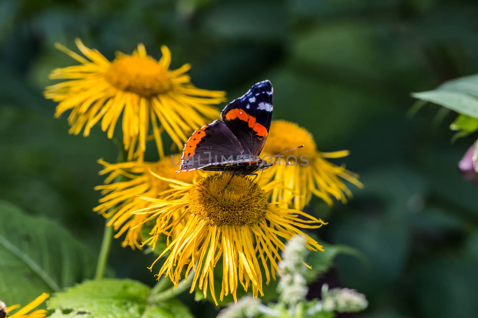 Admiral butterfly on yellow flower