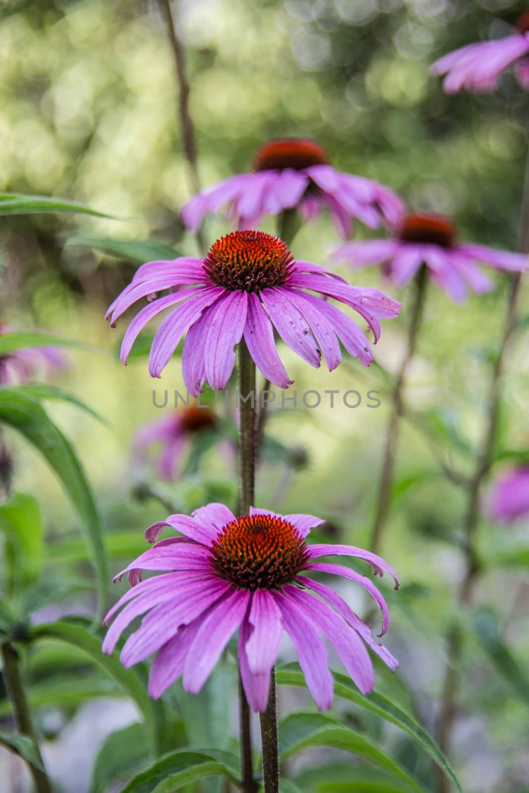 red coneflower on long stems