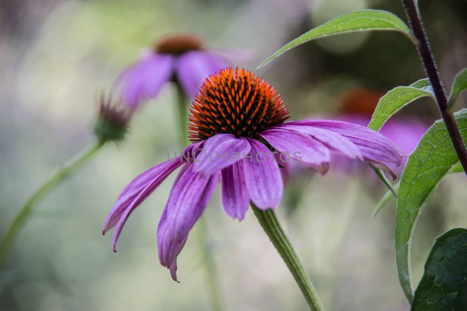 red coneflower on long stems by Dr-Lange