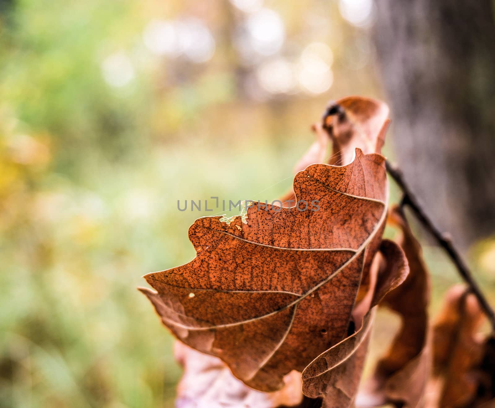 Withered oak leaf in autumn against very fuzzy background by geogif