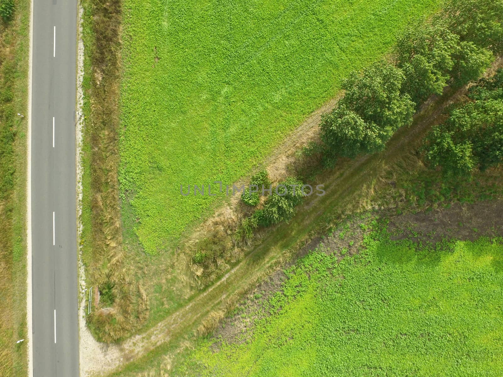 Aerial photo, street on the left side of the picture, diagonally branching path with trees on a meadow