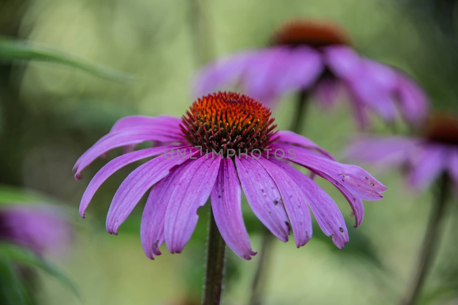 red coneflower on long stems