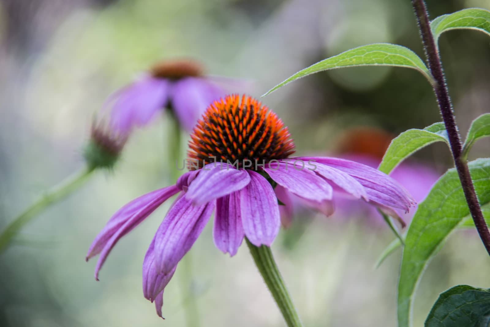 red coneflower on long stems by Dr-Lange