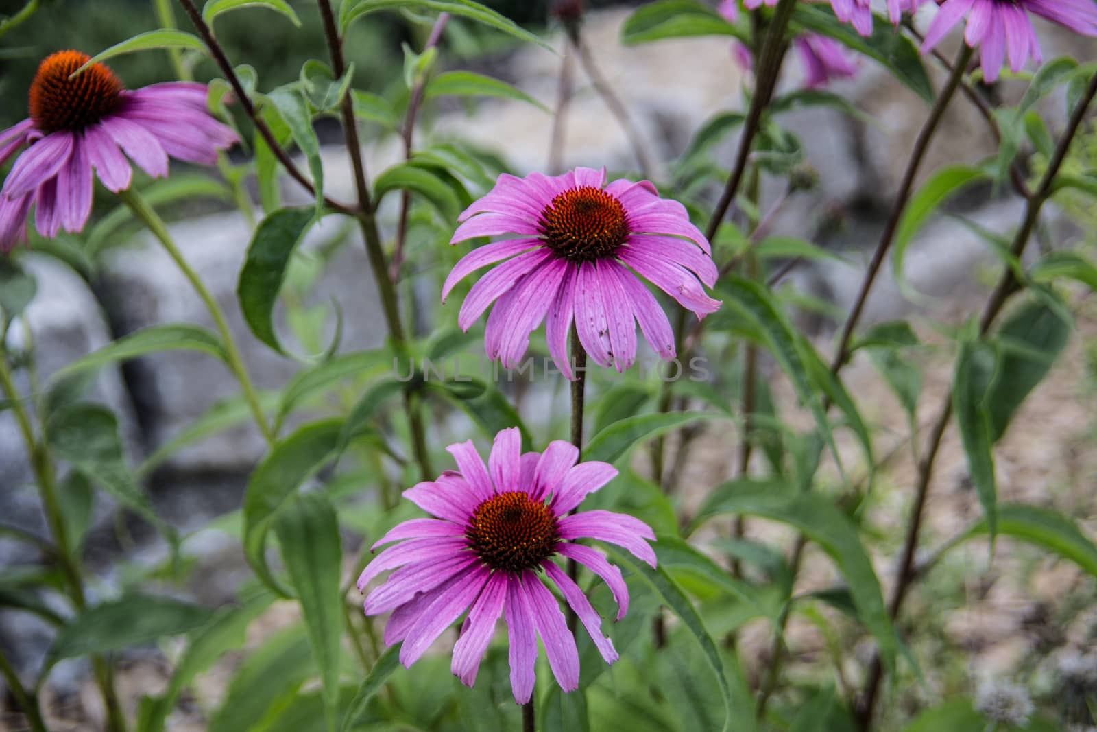 red coneflower on long stems