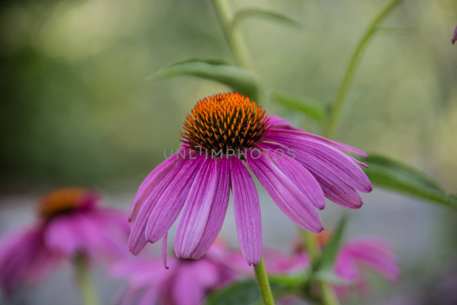 red coneflower on long stems