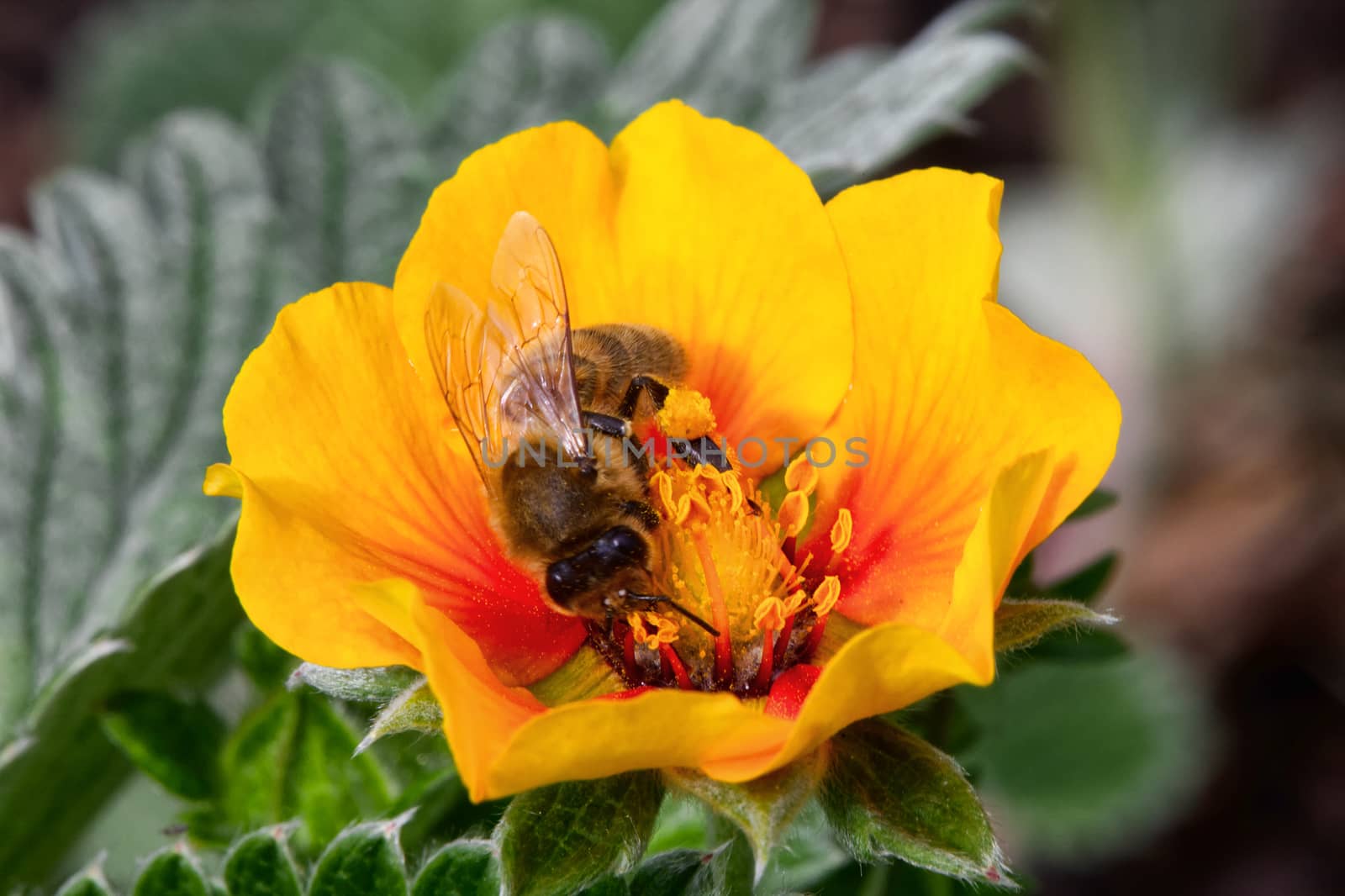 Potentilla atrosanguinea var argyrophylla by ant