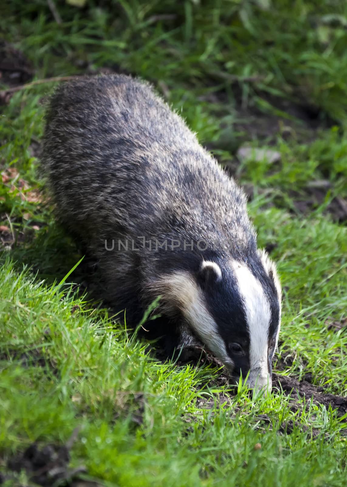 Badger which is a black and white wild animal feeding in woodland forests