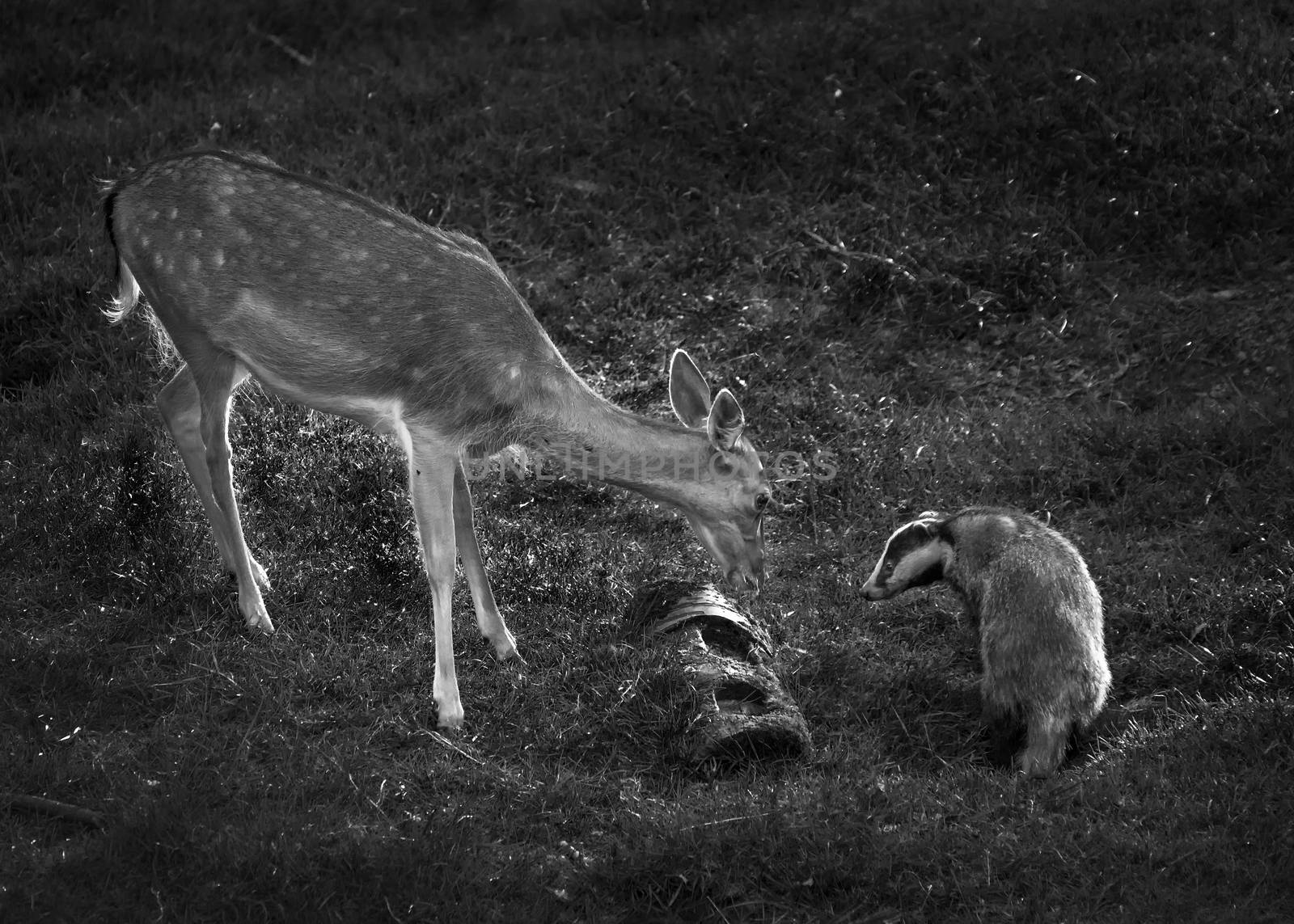 Badger and deer wild animals face to face while feeding in a woodland forest black and white monochrome image